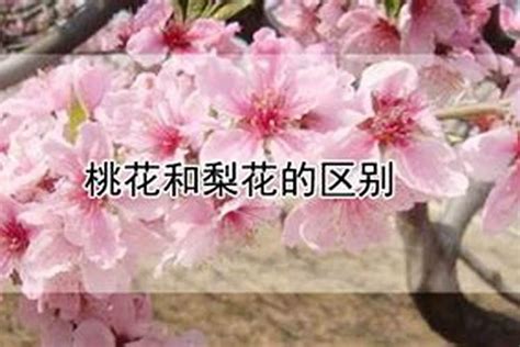 桃花查詢|桃花运测试